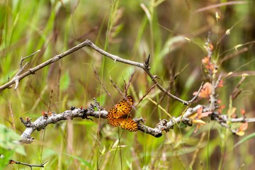 Closeup of a Mother-of-pearl small (Clossiana dia) on a branch