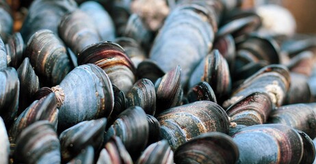 Texture of the mussels in shells in a selective focus