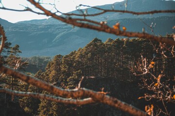 Naklejka premium Tree branch with the Scotland highland forest background