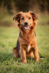 cute mixed breed dog sitting in the grass in the summer at sunset