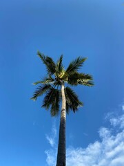 Vertical shot of a palm tree