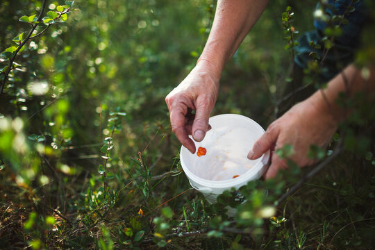 Cropped image of woman collecting cloudberry in bucket at park