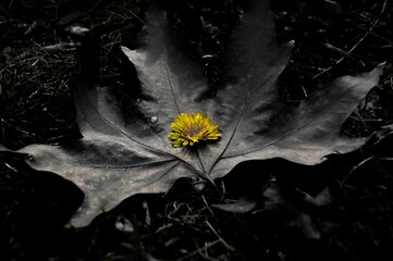 Selective color of a yellow flower with grayscale fallen leaf in the background