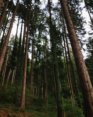 Low angle shot of green pine trees in a forest under a cloudy sky