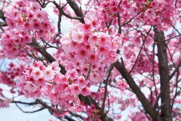 ピンク色をした桜の花