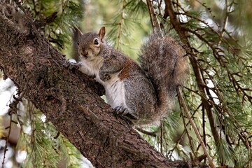 Closeup of a eastern gray squirrel (Sciurus carolinensis) on a branch of a tree