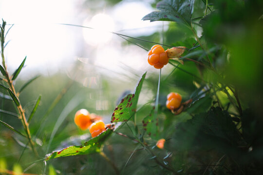 Growth of fresh cloudberries on plant