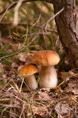 Two porcini mushrooms growing in pine tree forest at autumn season..