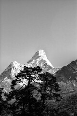 Vertical grayscale of snow-capped mountain peaks on the background of a tree