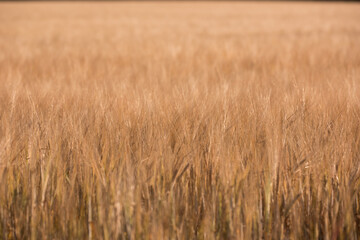 Wheat, field and farming with nature in countryside, sustainability and growth for environment. Eco...