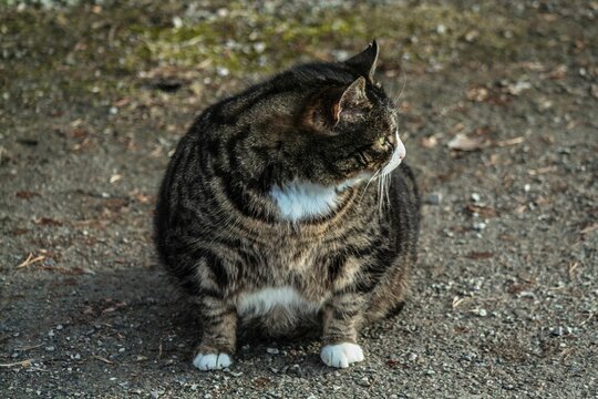 a striped cat sitting on the ground and looking up at something in front