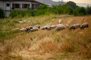 View of field in autumn and group of white sheep close up eating the dry yellow grass in a small village field in Bulgaria.