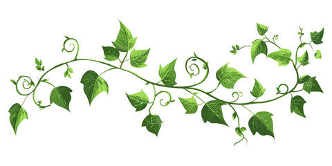 Obraz premium A vine with leaves on it on an isolated white background