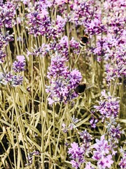 Obraz premium Vertical shot of light purple lavender field with bees on flowers under the sunlight
