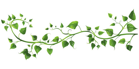 A vine with leaves on it on an isolated white background - obrazy, fototapety, plakaty