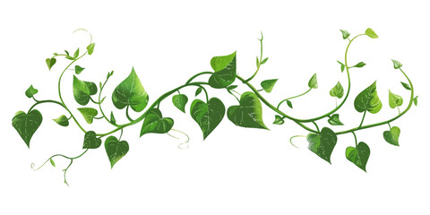 A vine with leaves on it on an isolated white background