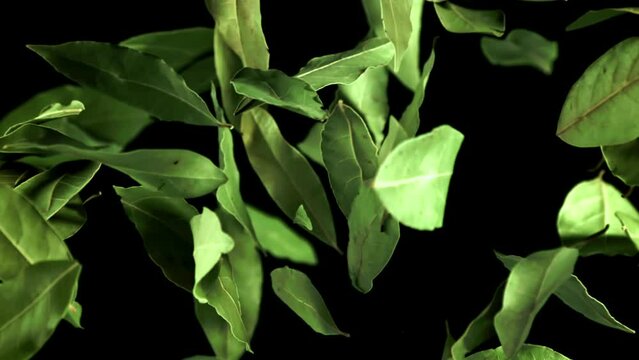 Super slow motion bay leaf flies up and falls. High quality FullHD footage