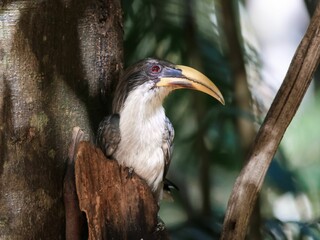 Sri Lanka gray hornbill perched on a tree branch