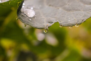 Beautiful closeup of water drops on the green leaf