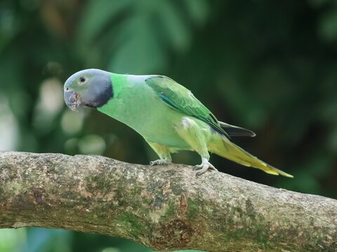 Closeup of a layard's parakeet perched on a tree branch