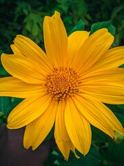 Closeup of blooming yellow daisy flower