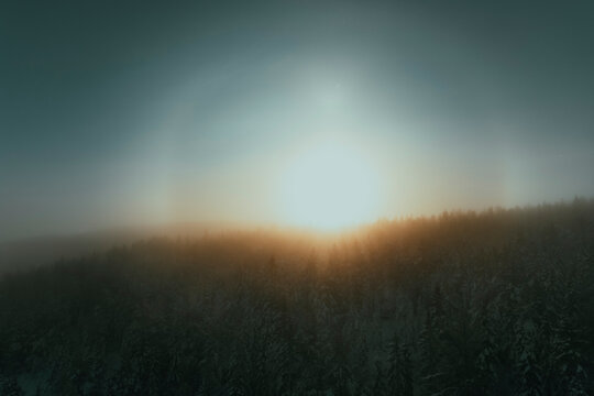 Back lit snow covered trees in forest at sunrise