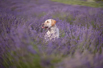 Foto op Plexiglas Labrador dor sitting in a lavender field. © Lrincz