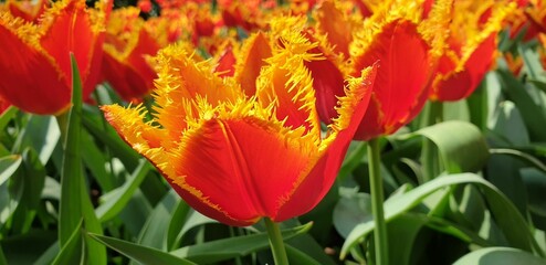 Panoramic shot of orange and yellow fringed tulips in a cultivated garden