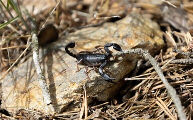 Closeup of a scary black alpine scorpion looking for food amidst branches and rocks in the wild