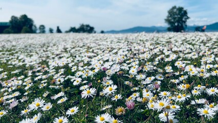 Obraz premium Beautiful white daisies growing in the meadow in springtime