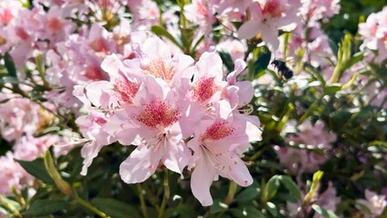 Beautiful pink bunch of Azalea in the garden
