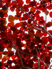 Vertical shot of red aspen leaves on a tree.