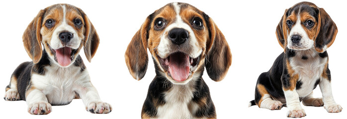 Beagle puppy collection (lying, portrait and sitting) isolated on a transparent background