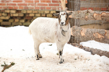 Adorable goat in winter