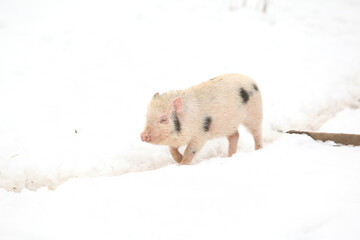 Little pig in winter
