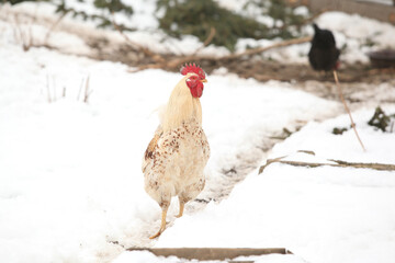 Cock in winter