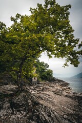 Fototapeta na wymiar Tree near the lake shore on a gloomy day