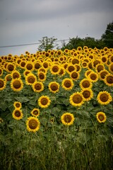 Obraz premium Beautiful vertical shot of a blooming yellow sunflower field in Lombardy, Italy