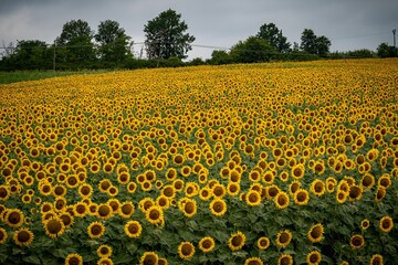 Beautiful scenic view of a blooming yellow sunflower field in Lombardy, Italy