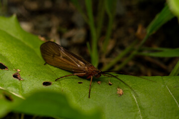 Closeup of a Caddisfly on a green leaf in a forest
