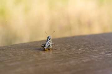 Closeup of a Grasshopper on a wooden table