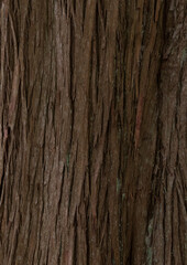 Closeup shot of tree trunk background