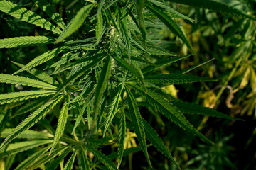 Closeup shot of growing Cannabis leaves