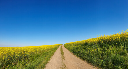 Scenic view of a pathway in a green open field on a sunny day