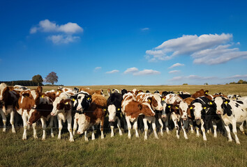 Herd of cows in an open field behind a metallic wire fence under a cloudy blue sky