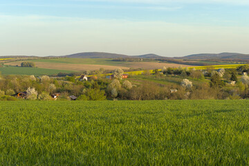 Obraz premium a vineyard on a hill surrounded by fields