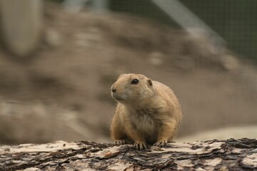 Naklejka na ściany i meble Fluffy cute Prairie dog (Cynomys) resting outdoors with a tree in the blurred background
