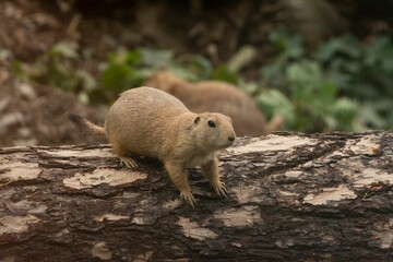 Fluffy cute Prairie dog (Cynomys) resting outdoors with a tree in the blurred background