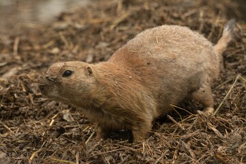 Naklejka na ściany i meble Closeup of a beautiful prairie dog with a cute face in a garden