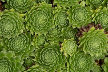 Top view of the beautiful green Houseleek plants on the blurred background